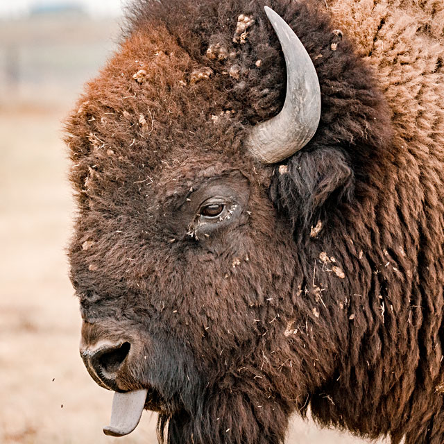 Bison sticks his tongue out