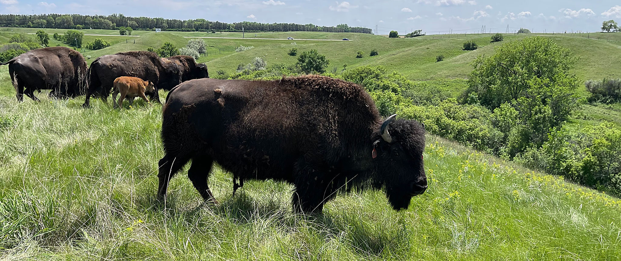 Bison at North American Bison Discovery Center