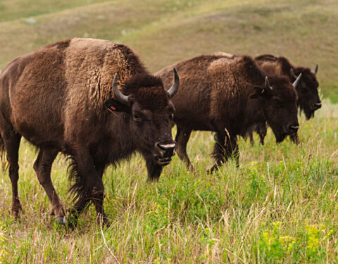 North American Bison Discovery Center photo 2
