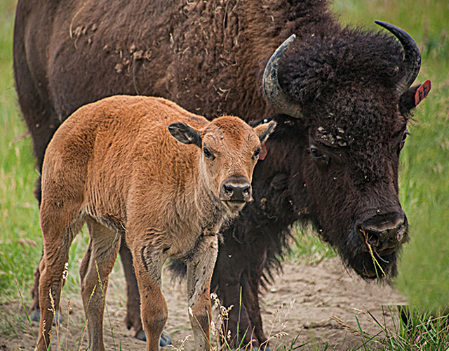 North American Bison Discovery Center photo 3