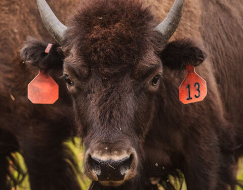 North American Bison Discovery Center photo 6