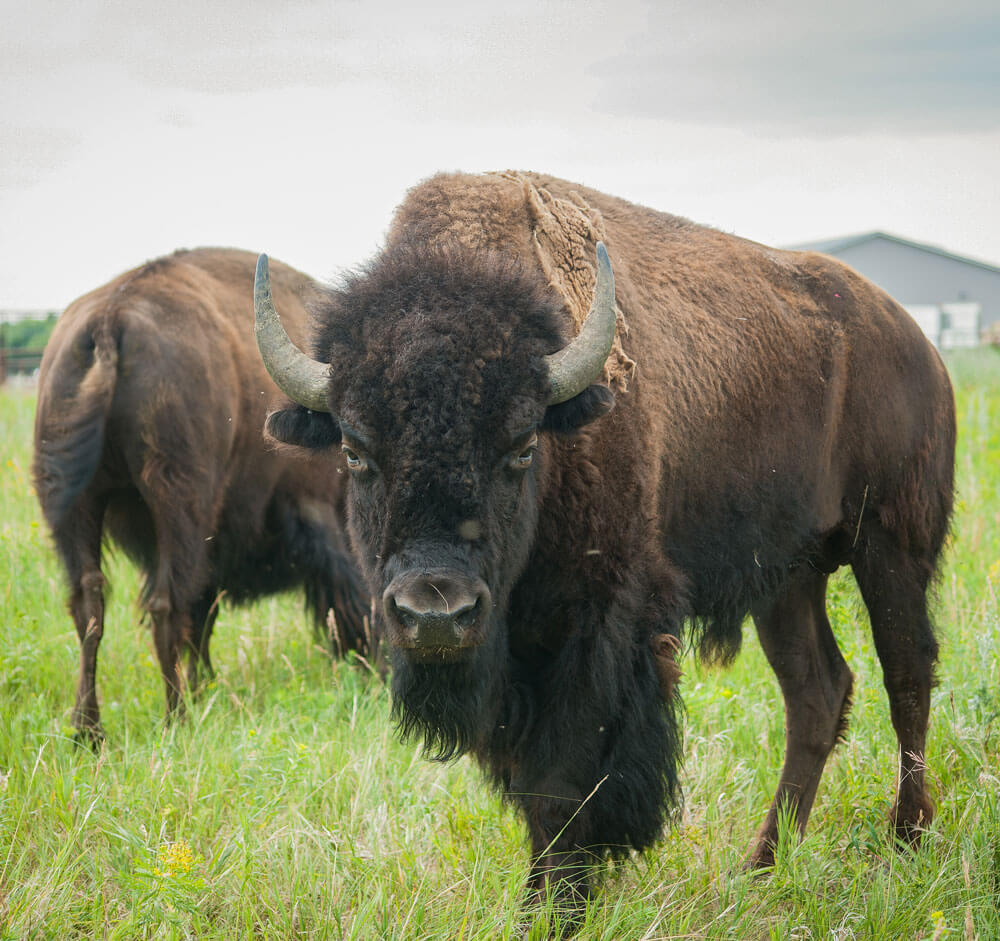 Bison Sustainability