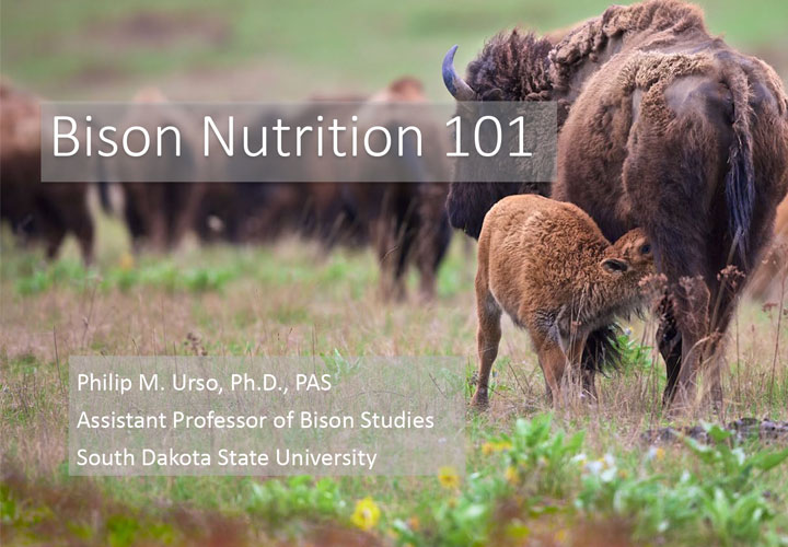 Bison calf nursing from adult bison in prairie