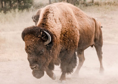 Bison as a Keystone Species
