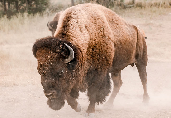 Massive American bison kicking up dust