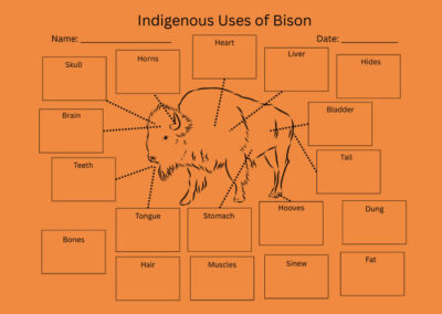 Indigenous Uses of Bison