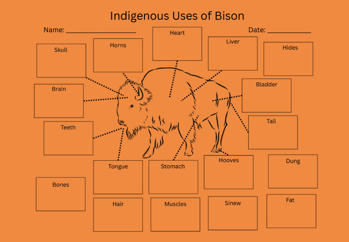 Worksheet showing bison diagram with labeled uses