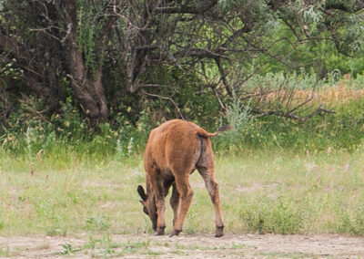 Rematriation of Bison: The Wind River Tribal Buffalo Initiative
