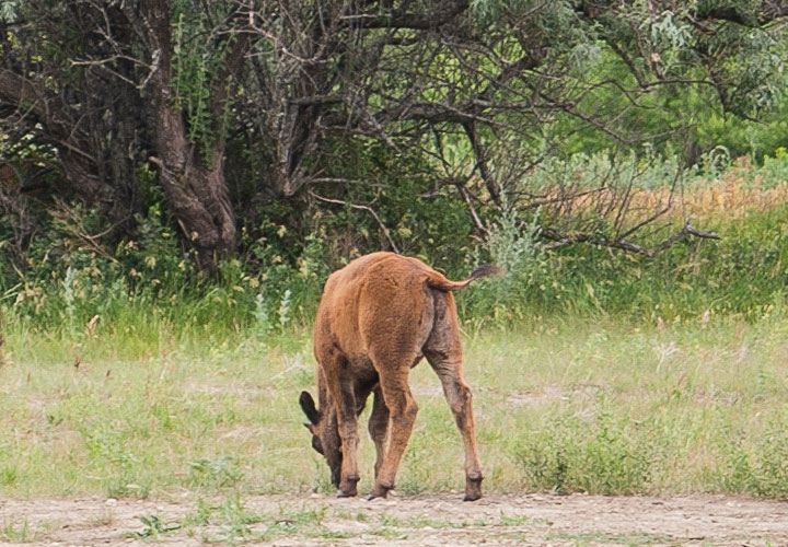 Young deer grazing in grassy clearing