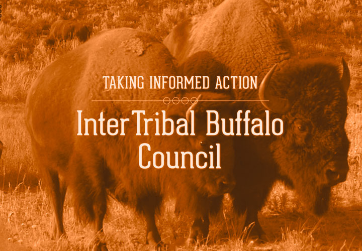 Inter Tribal Buffalo Council text on buffalo photo