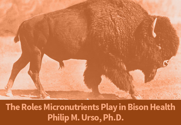 Large American bison walking across prairie