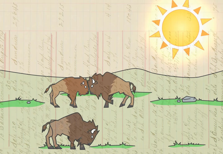 Hand-drawn bison head-butting on scripted background