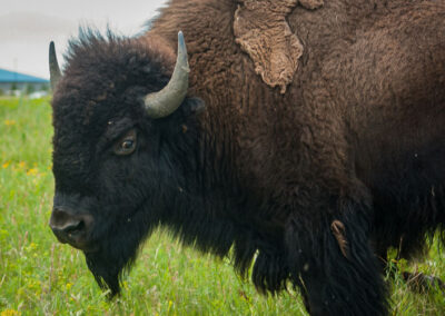 Traditional Uses of Tatanka