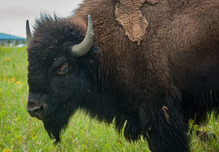 Close-up American bison grazing in green field